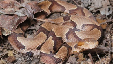 How much does antivenom cost at NC hospitals? You may need it after a snake bite