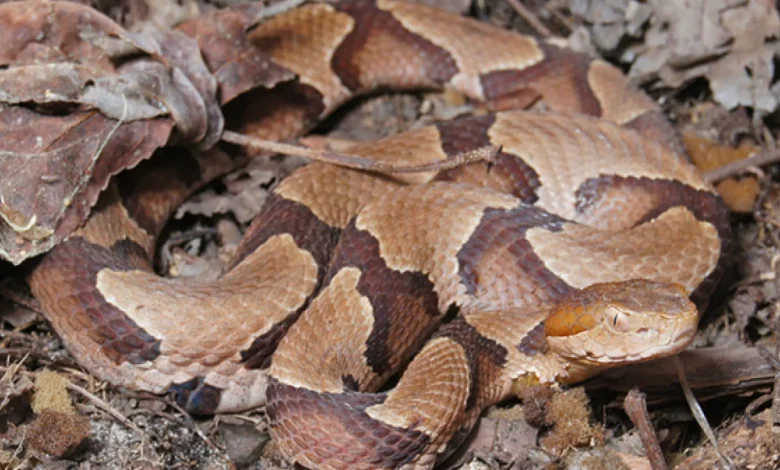 How much does antivenom cost at NC hospitals? You may need it after a snake bite