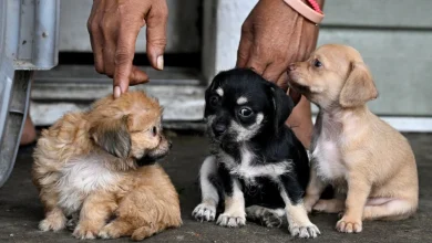 How to prevent and treat your pet from screwworm