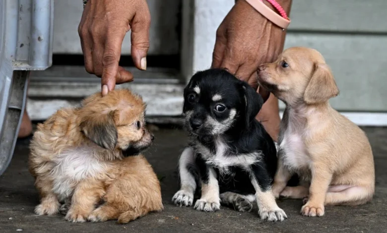 How to prevent and treat your pet from screwworm