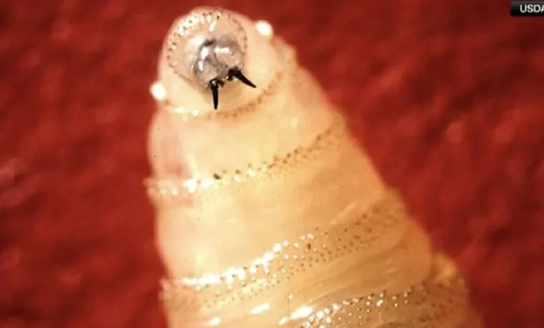 Idaho sets animal entry requirements following ﻿New World screwworm detection