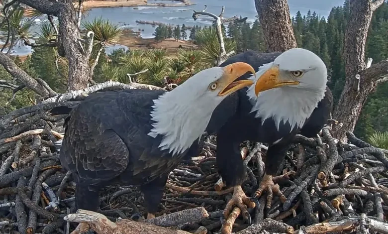 Jackie and Shadow's eaglet took a scary tumble. See how she's doing