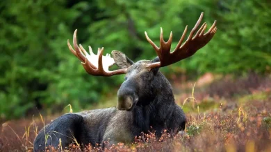 Listen live to the Maine moose lottery drawing