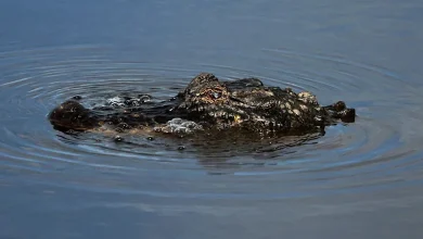 Man fleeing police attacked by alligator before continuing his getaway, Louisiana authorities say