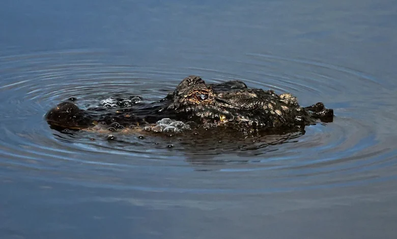 Man fleeing police attacked by alligator before continuing his getaway, Louisiana authorities say