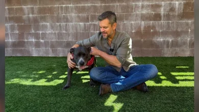Matt Damon Wants To Help Find A Home For Pittie Waiting At Shelter For 2 Years