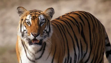 Meet the tigers