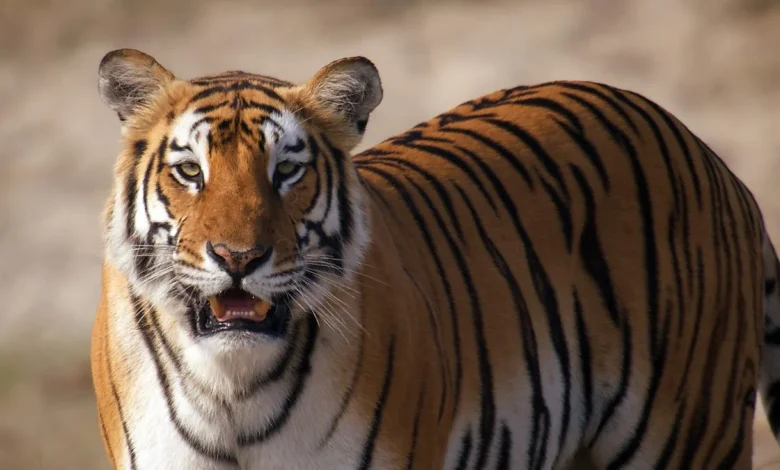 Meet the tigers