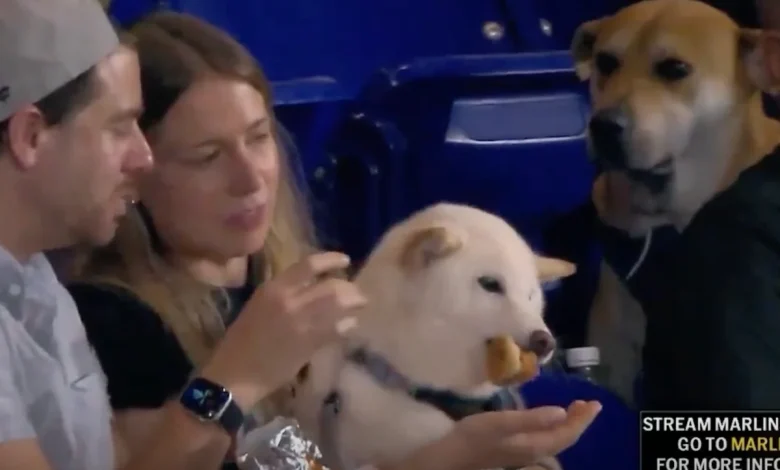 Miami Marlins track down viral ‘very good boy’ who watched as rival pup enjoyed on a hot dog at a game