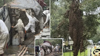 Millions of bees escape after a truck carrying hives crashes in Texas