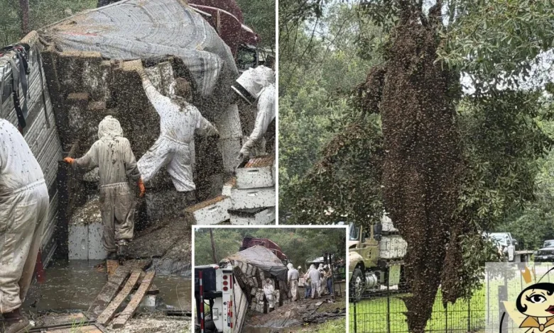 Millions of bees escape after a truck carrying hives crashes in Texas