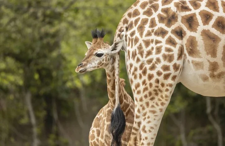 Missing Baby Giraffes Are Finally Safe