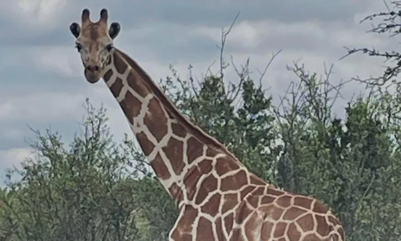 Missing giraffe ‘Gracie’ found in Texas
