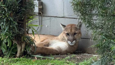 Mountain lion found lounging in Pasadena captured by wildlife officials