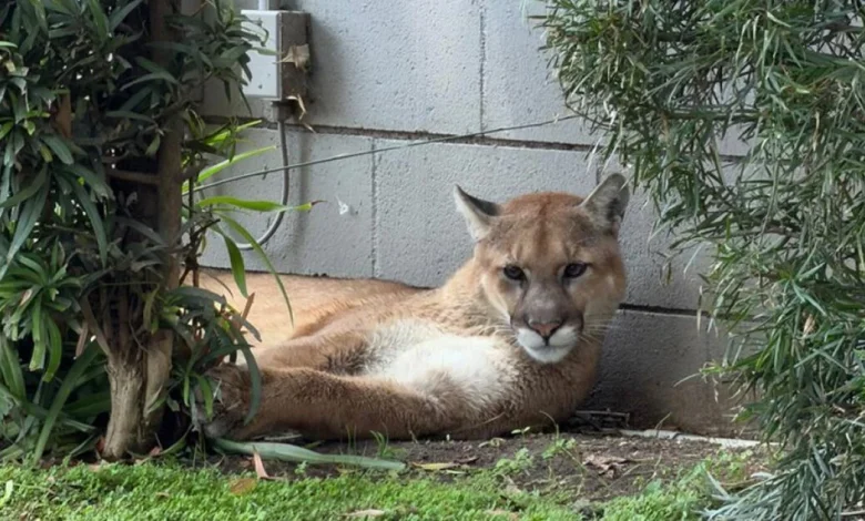 Mountain lion found lounging in Pasadena captured by wildlife officials