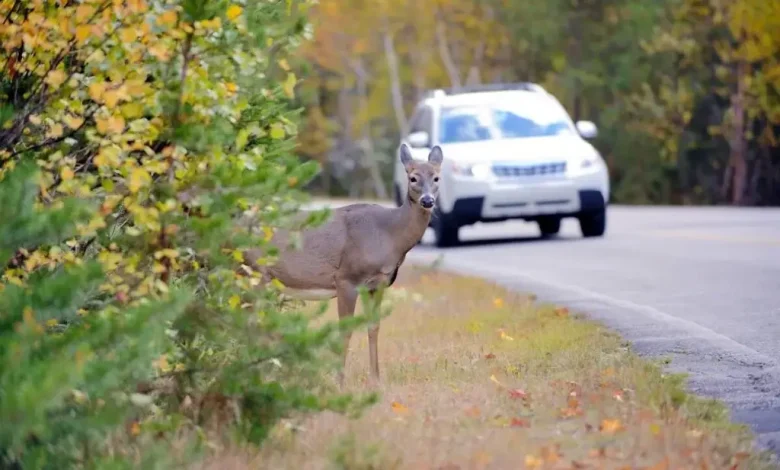 NIWRA: Thousands of animals killed on B.C. highways each year