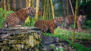 Nashville Zoo tries to halt proposed AI data center