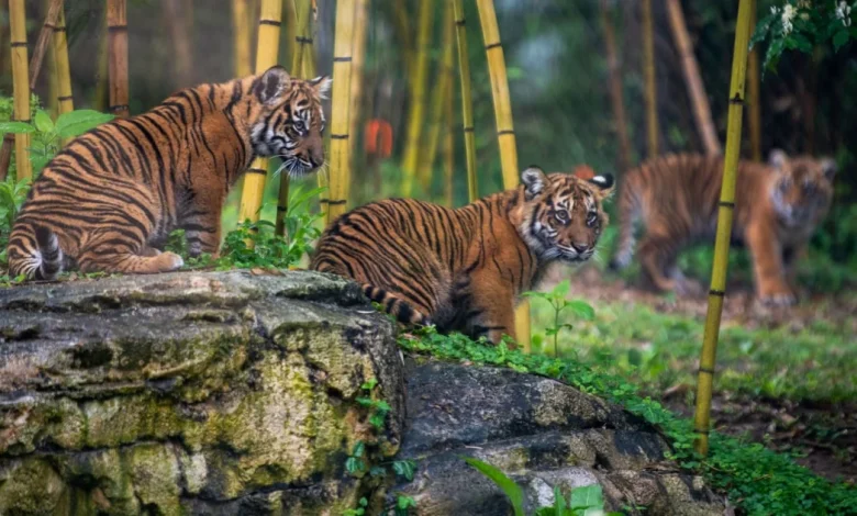 Nashville Zoo tries to halt proposed AI data center