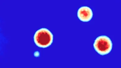 New AI-powered platform helps researchers find promising cancer therapies faster