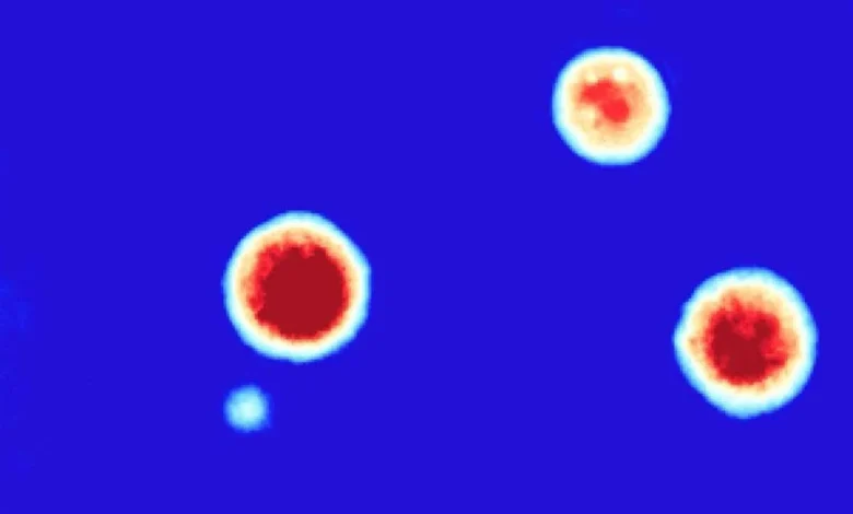 New AI-powered platform helps researchers find promising cancer therapies faster