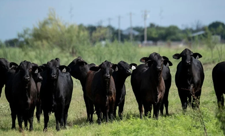 New World Screwworm cases climb to nine in U.S. with two more confirmed in Texas