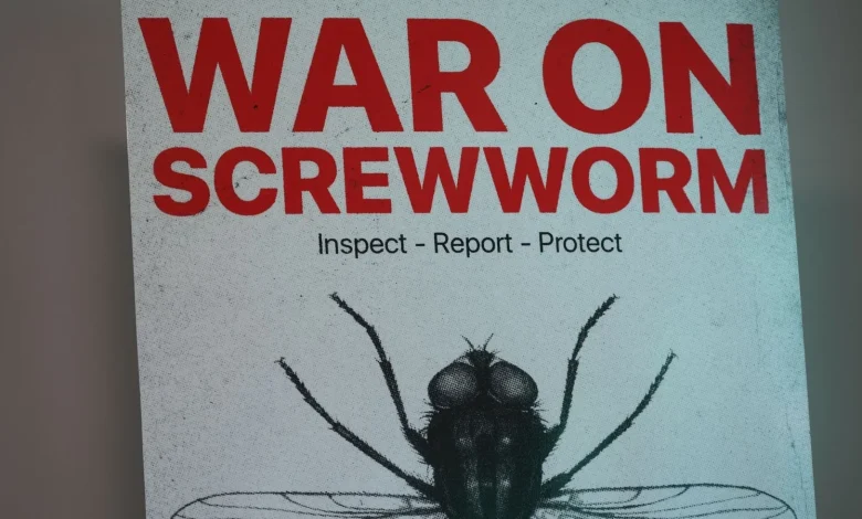 New World screwworm cases: Flesh-eating cattle parasite spreads beyond Texas, could devastate the nation's cattle industry