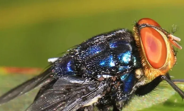 New World screwworm infestations rise to 12 as parasite spreads in Texas