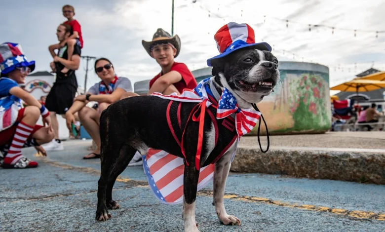 Pets on July Fourth: How to help dogs and cats endure fireworks : NPR
