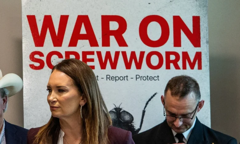 Political blame game follows as screwworm parasite threatens cattle in Texas