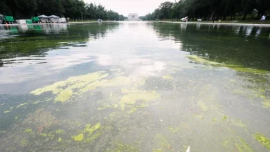 Pool owners react to algae bloom turning Trump’s reflecting pool green - AP News