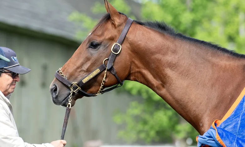 Renegade Draws Four Of Nine as 2-1 Belmont Favorite