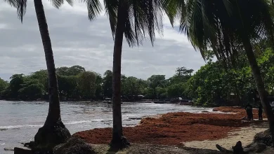Sargassum Arrivals Break Records in Costa Rica’s Caribbean