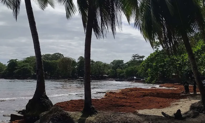 Sargassum Arrivals Break Records in Costa Rica’s Caribbean