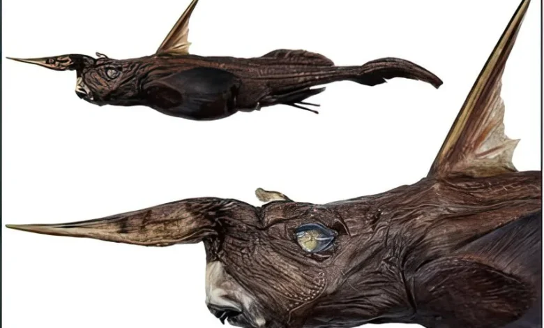 Scientists Discover New Deep-Sea Ghost Shark Species Off Costa Rica