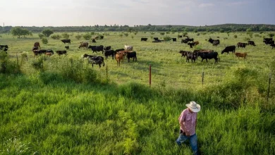 Screwworm Is Back In Texas—And Could Raise Beef Prices