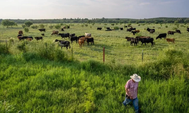 Screwworm Is Back In Texas—And Could Raise Beef Prices