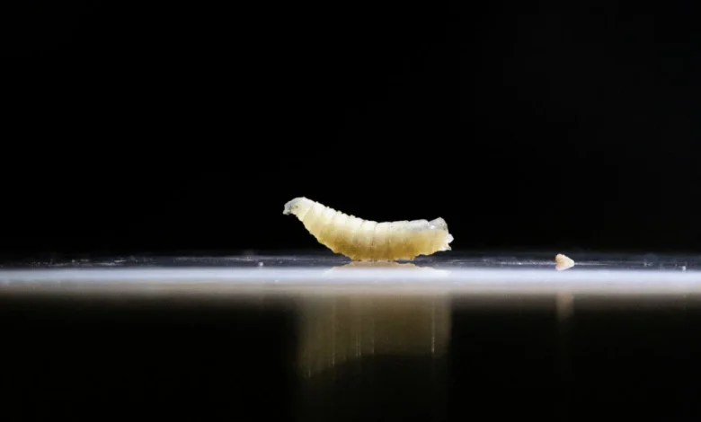 Screwworm fly detected in Texas decades after cattle threat was largely eradicated in U.S.