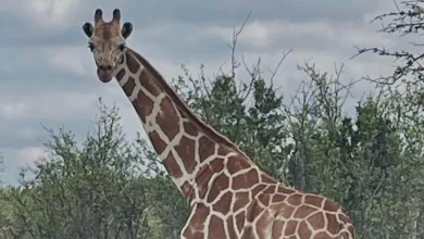 Searchers are on high alert for a missing giraffe in Texas