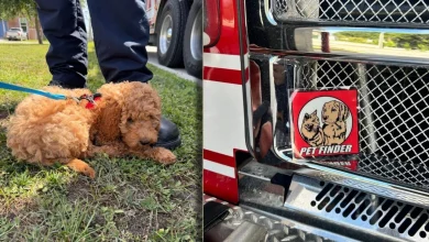 Service dog Coco visits Beaufort Fire Department for training