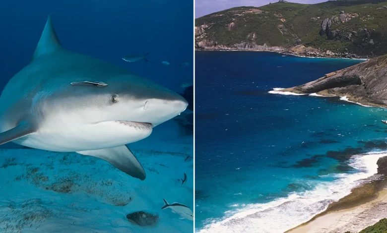 Spearfisherman killed by suspected 15-foot shark after third fatal attack in less than a month