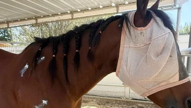 Teen rider accused of stabbing 3 horses at Las Vegas race was ‘stalker,’ injured horse’s owner says