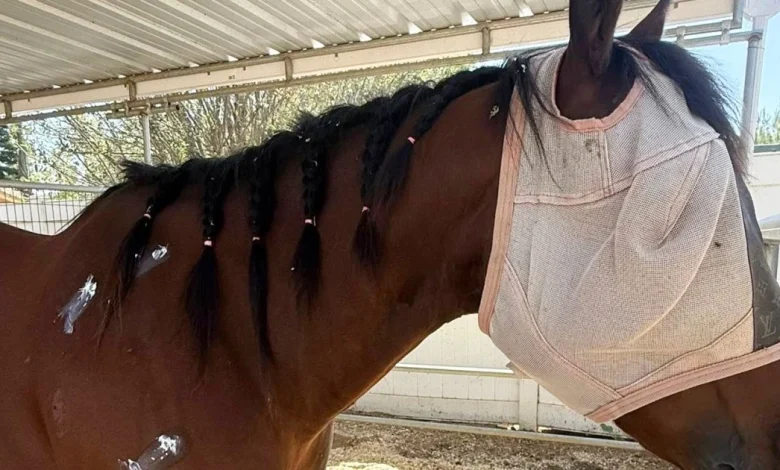 Teen rider accused of stabbing 3 horses at Las Vegas race was ‘stalker,’ injured horse’s owner says