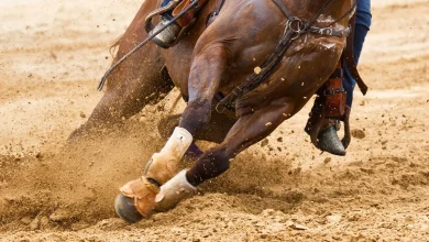 Teenage competitor accused of stabbing horses at Las Vegas barrel racing event, police say