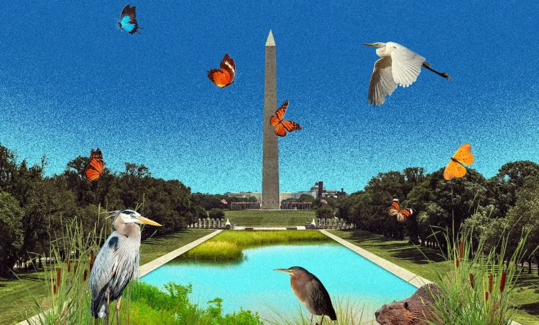There's an all-natural way to clear the Reflecting Pool of algae