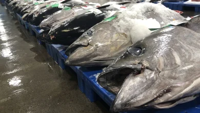 Trump Reopens Protected Hawaiian Waters To Commercial Fishing