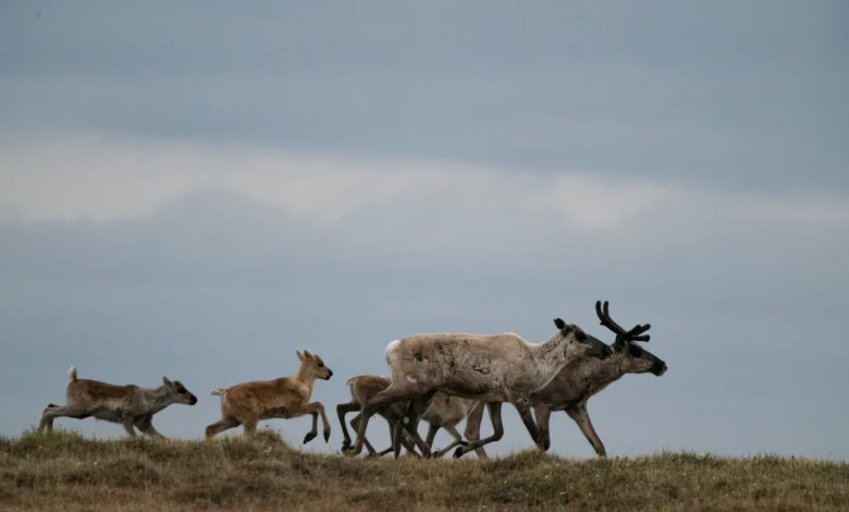 Trump holds oil lease auction in Alaska's Arctic National Wildlife Refuge