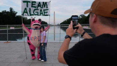 Trump’s algae-green Reflecting Pool ‘wins the internet’ as viral memes flood social media