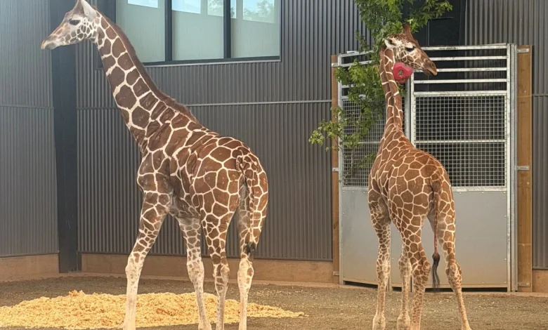 Two baby giraffes found safe after vanishing from a Virginia zoo a year ago