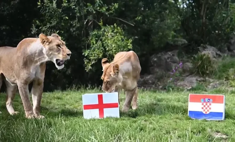 UK sanctuary lions put their paws on the line to predict England’s fate in World Cup group stage
