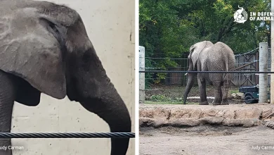 UPDATE: Tembo's Tragic Tale: Held For 50 Years at the Topeka Zoo Until Death Set Her Free